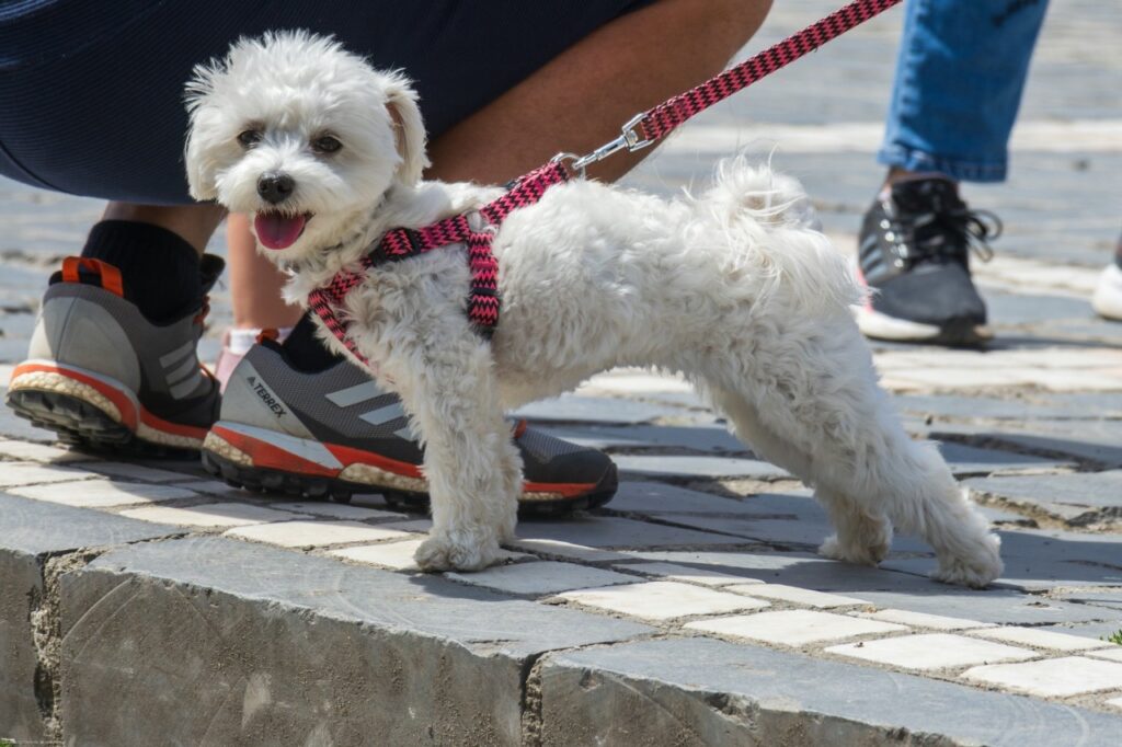 Bichon Frise