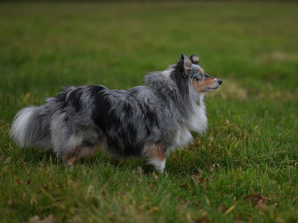 Shetland Sheepdog
