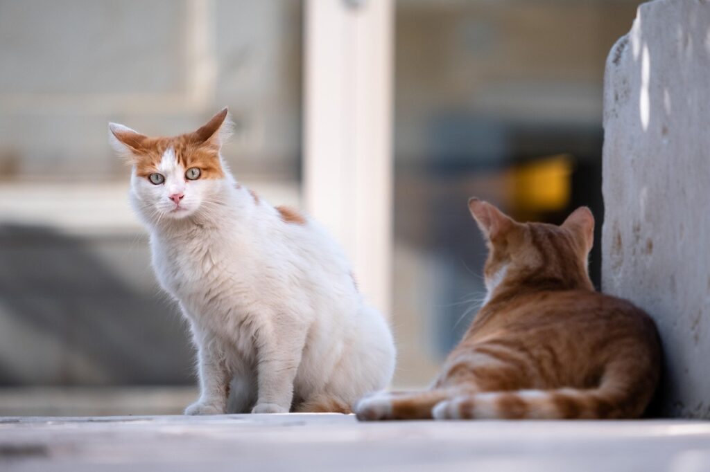  Couple of Stray Cats