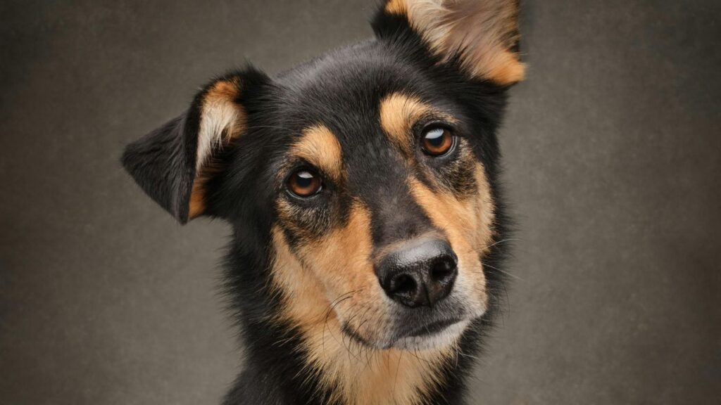 Dog tilting his head