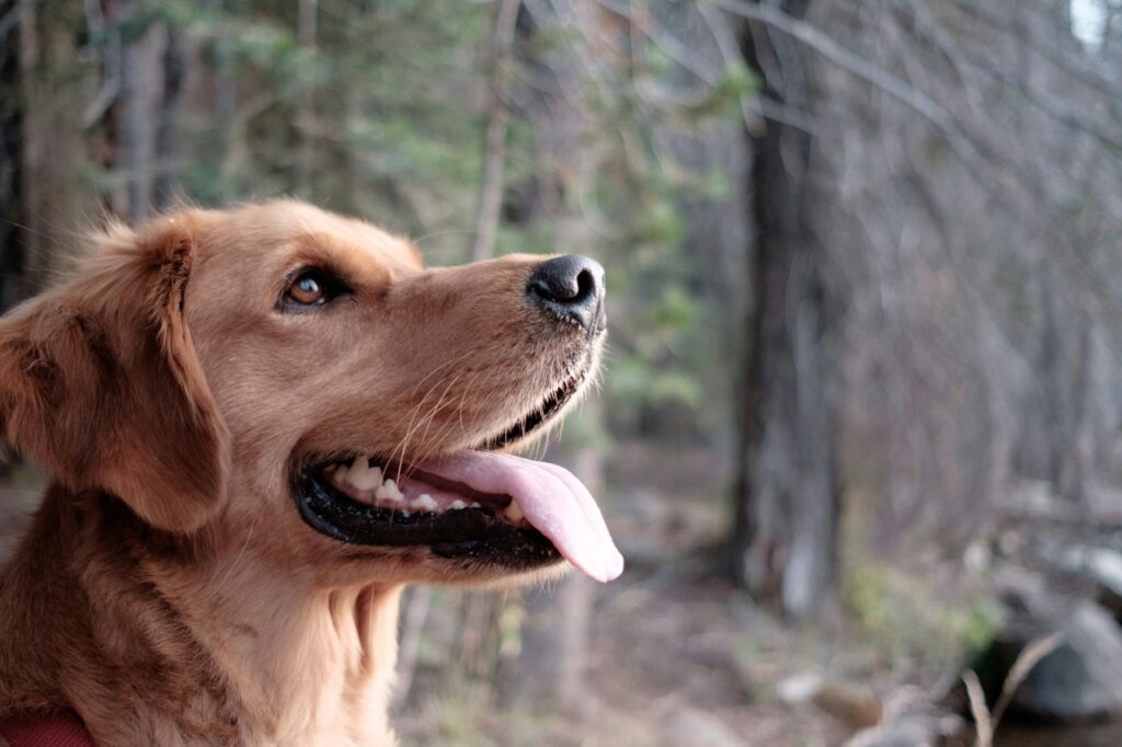 Dog Expression