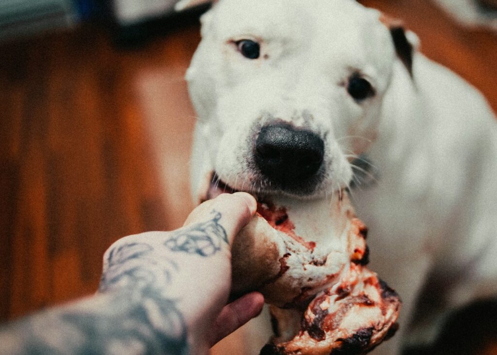 Dog eating Meat