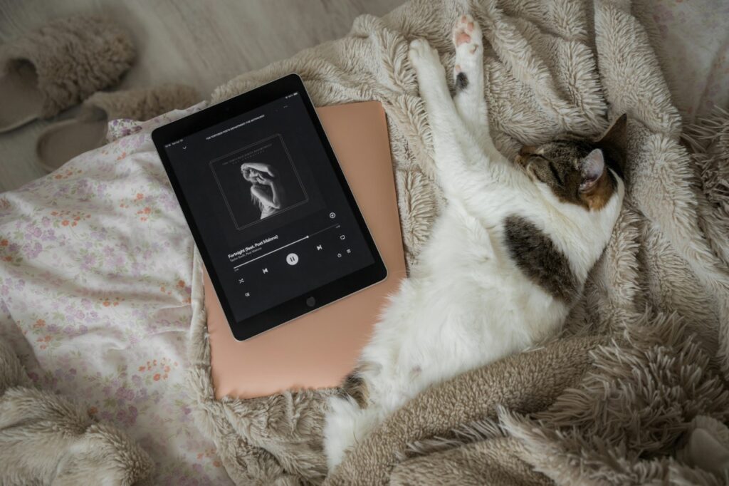 Cat sleeping while music on