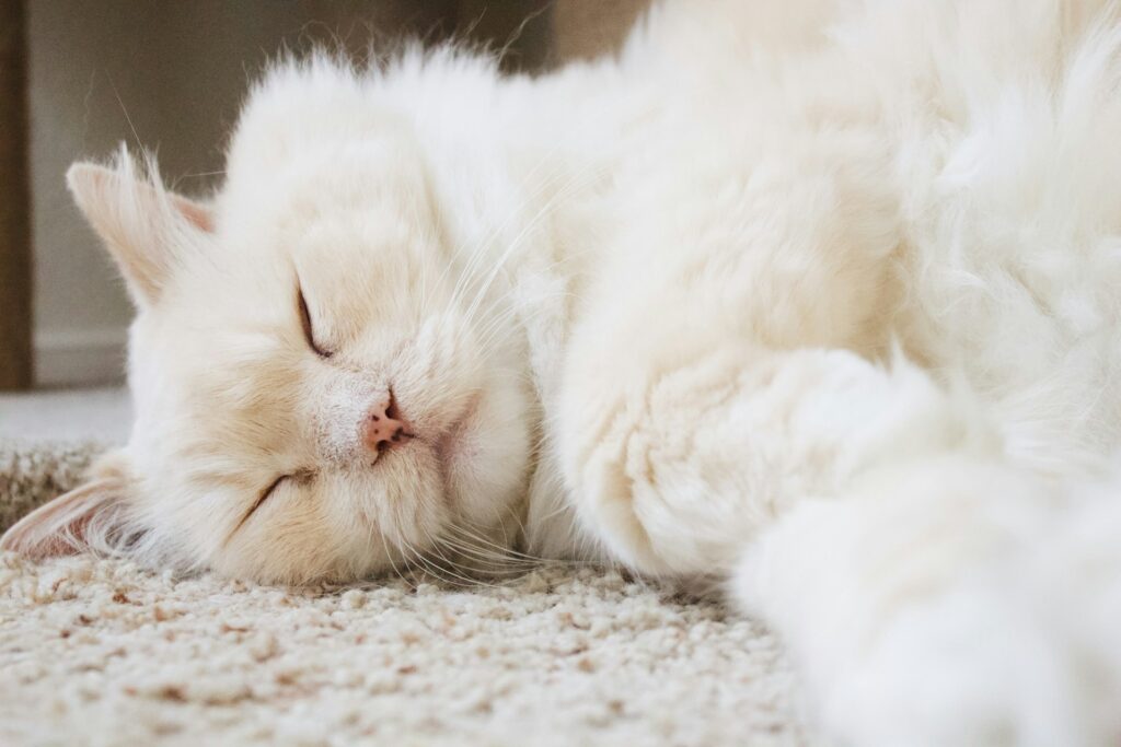 Turkish angora