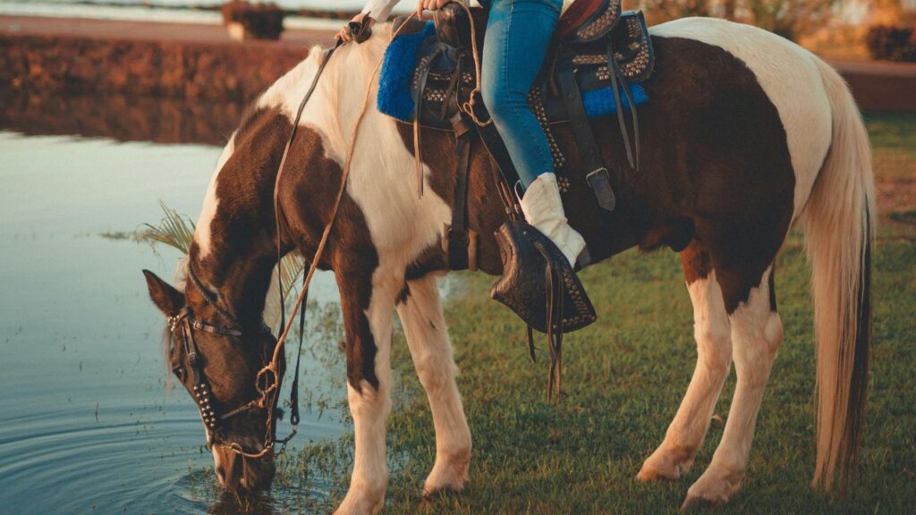 Paint Horse riding
