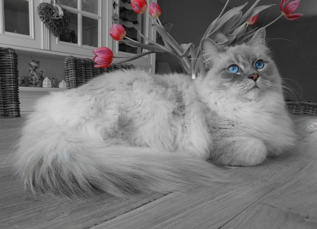 A Ragdoll cat with its flowing mane