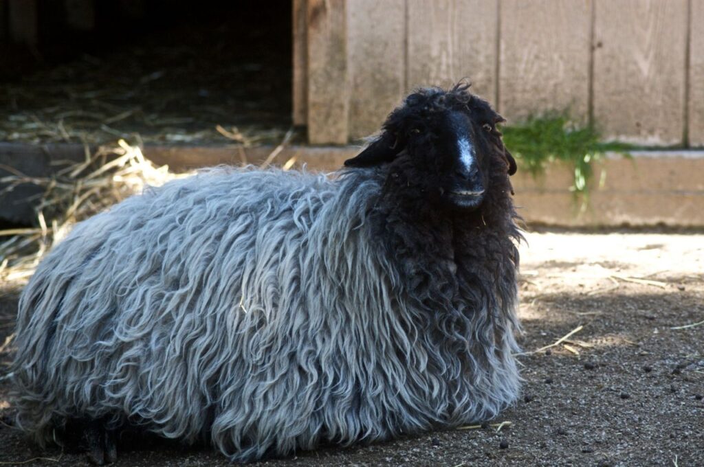 Karakul Sheep