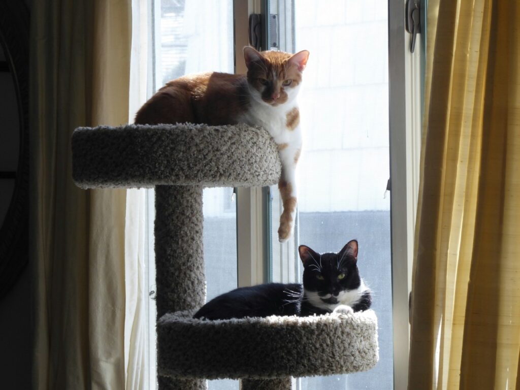 Two American Shorthair in apartment