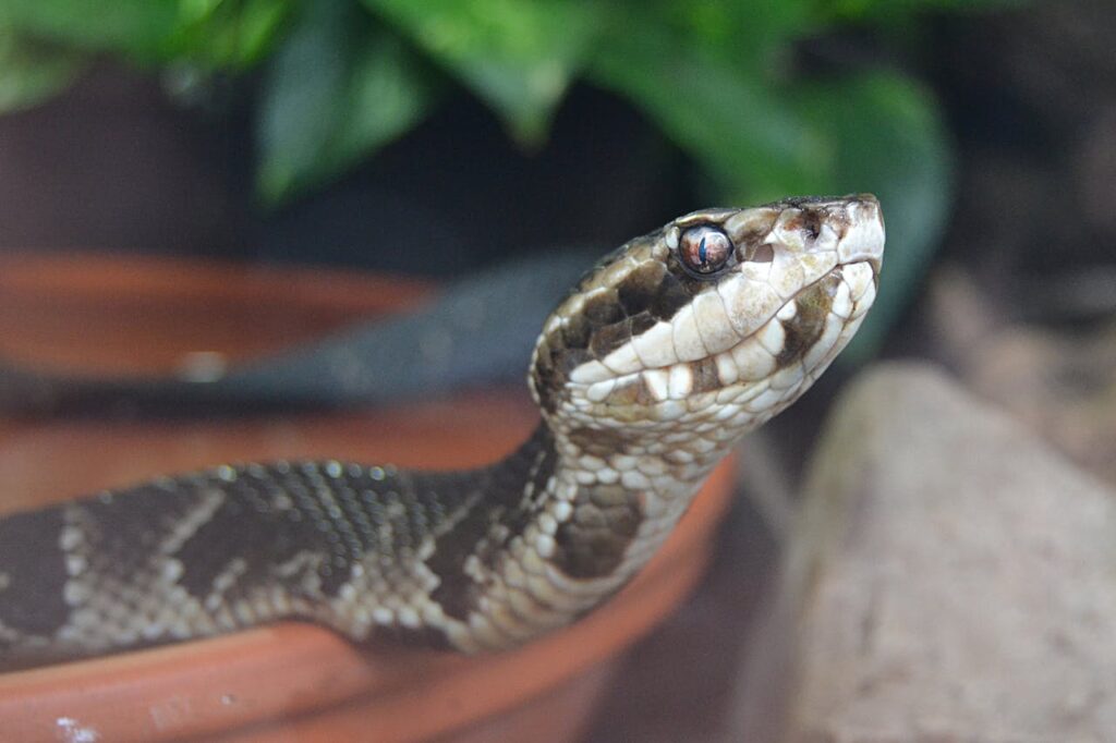 Closeup of snake