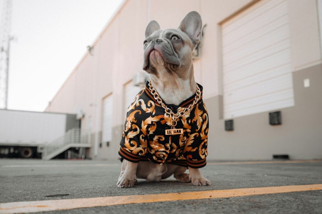 French bulldog with street wear