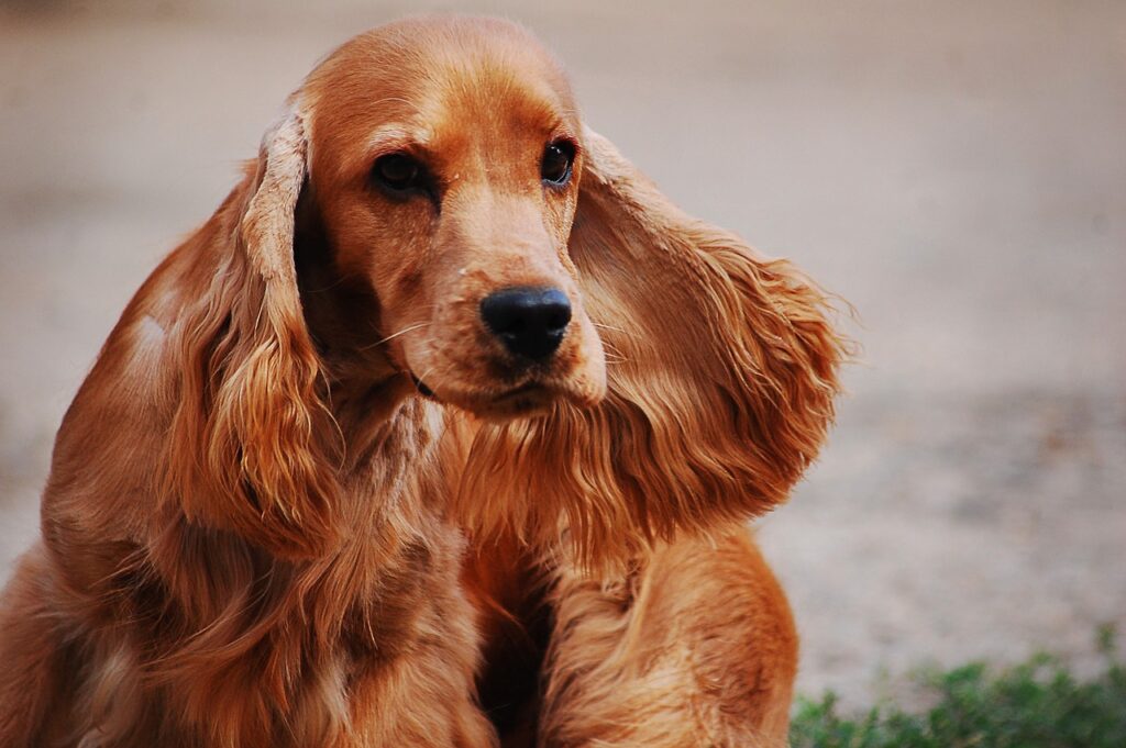 A Cocker Spanial with its floppy ears