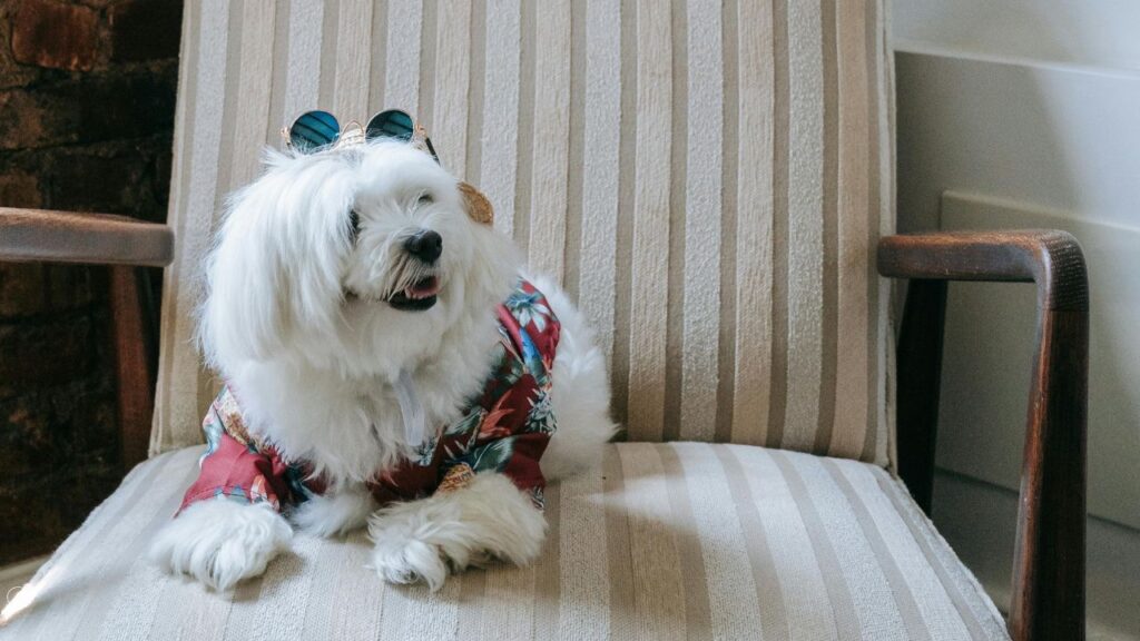 Maltese dog Sitting