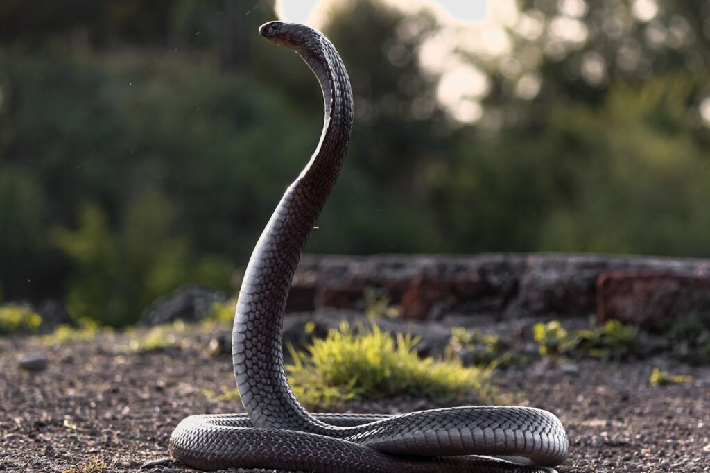 Close Up Shot of Kingcobra