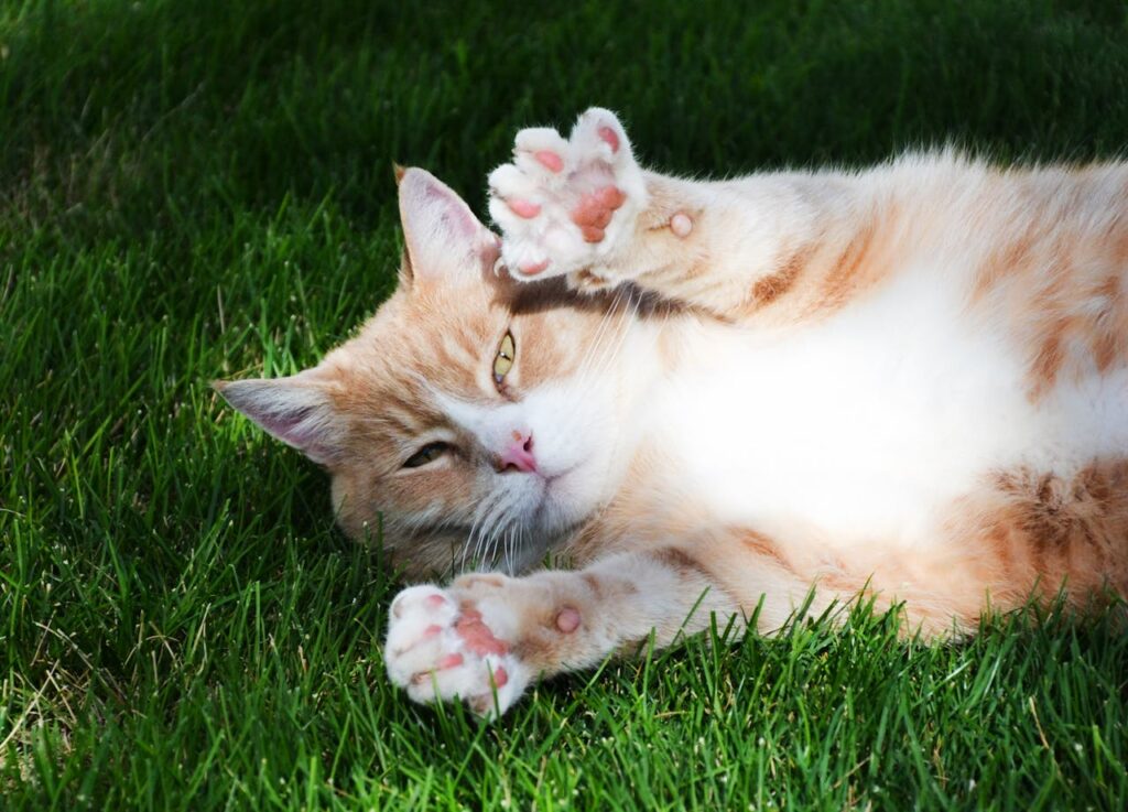 Ca showing Paw outside