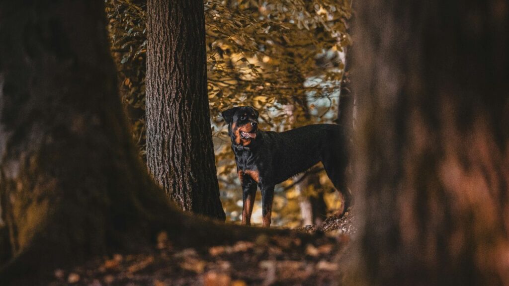 Rotteweiler