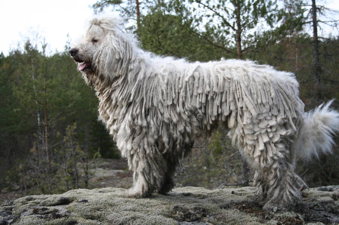 Komondor_IMG_0329-2