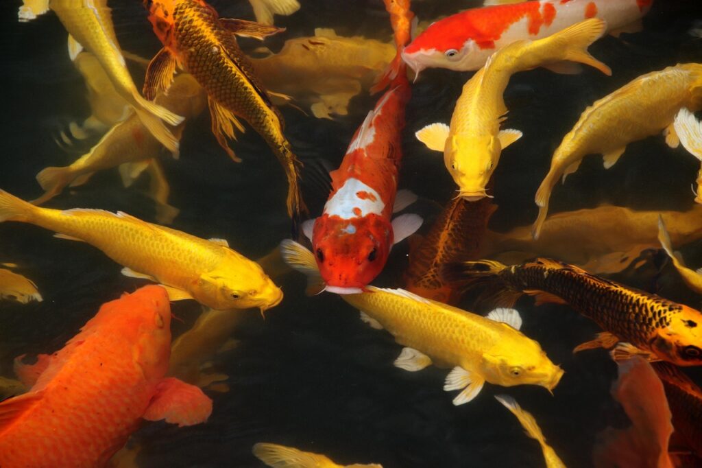 A School of Koi Fish
