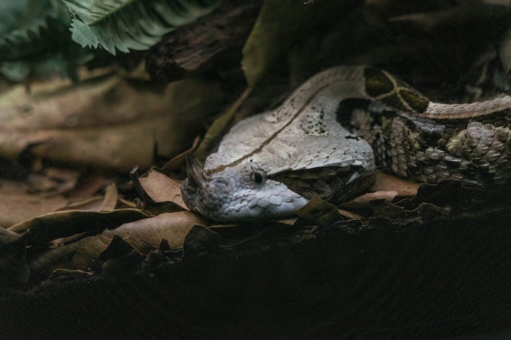Gaboon Viper