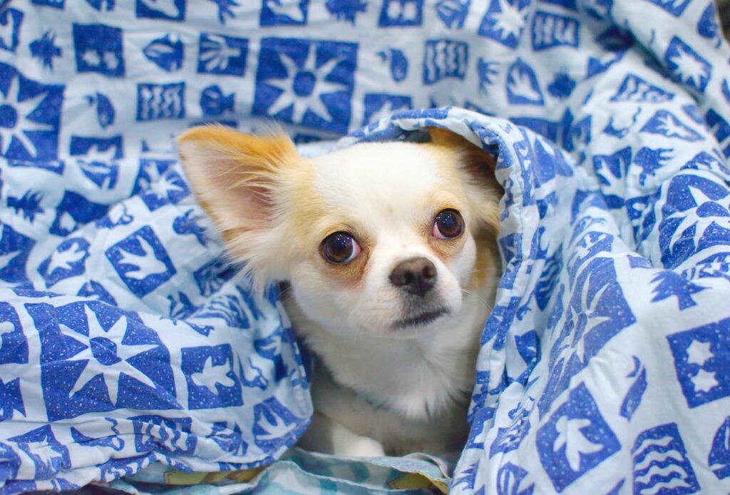 Chihuahua inside blanket