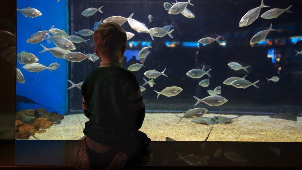 little boy watching fishes in large aquarium