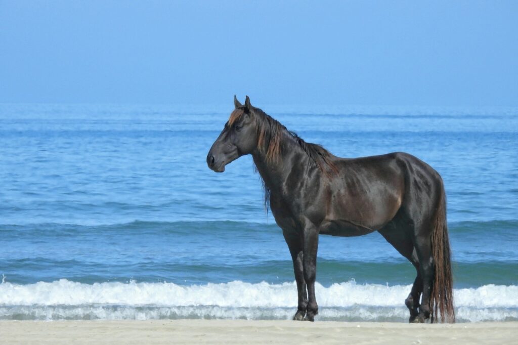 Arabian Stallion