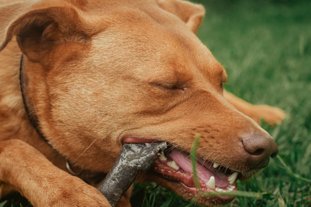 Dog Chewing