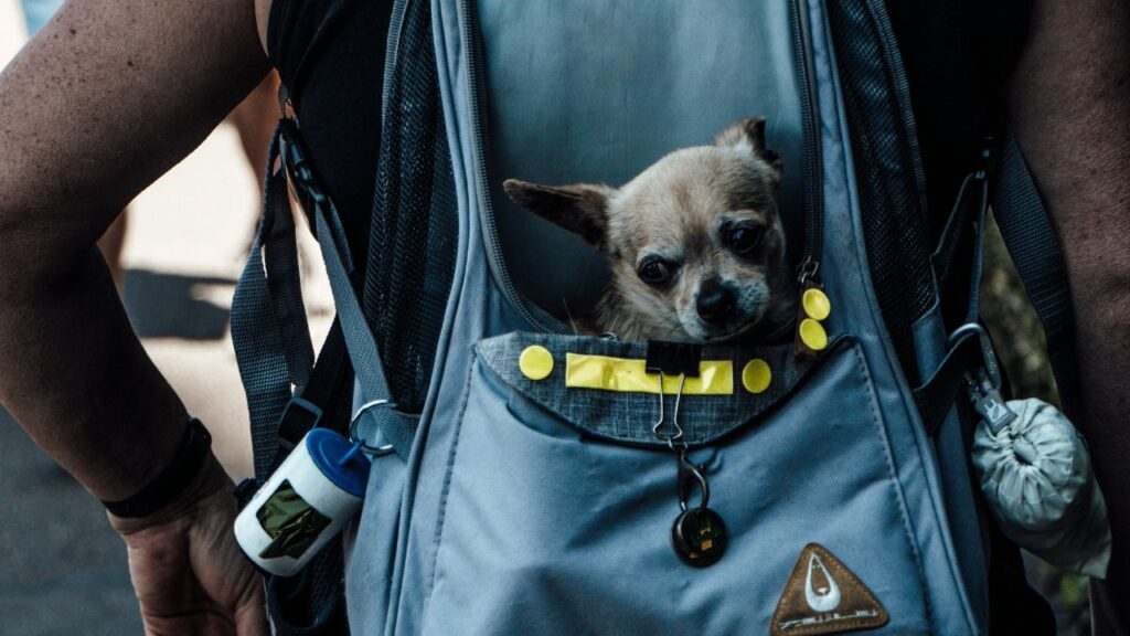 Chihuahua travel