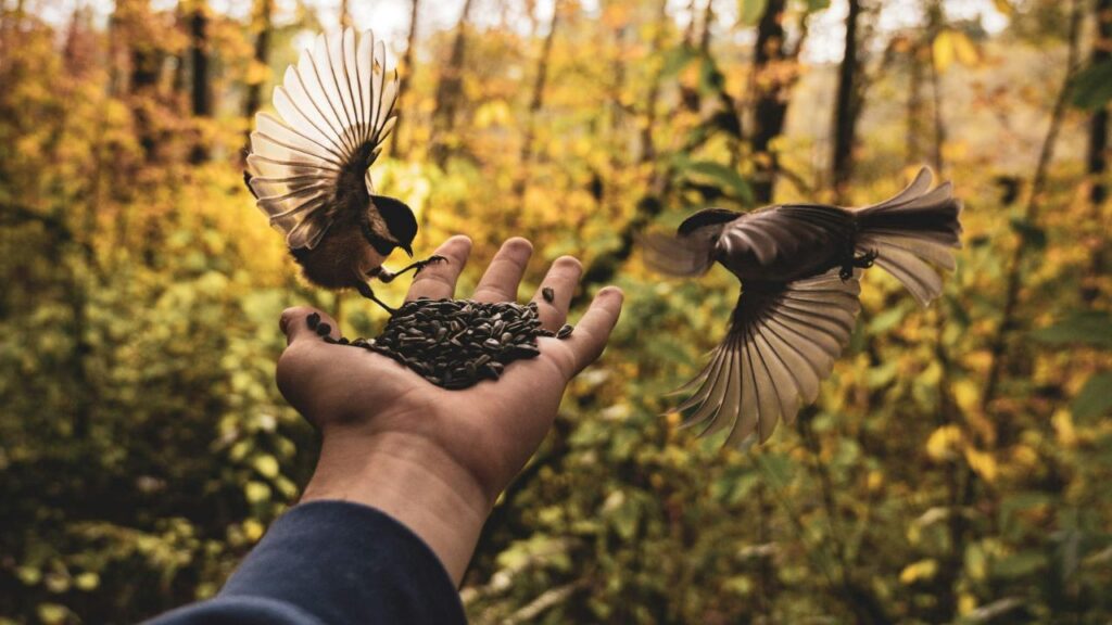 Chickadees Feeding from Hand in Autumn Forest