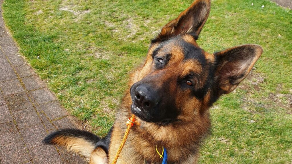 German Shepherd Tillting head