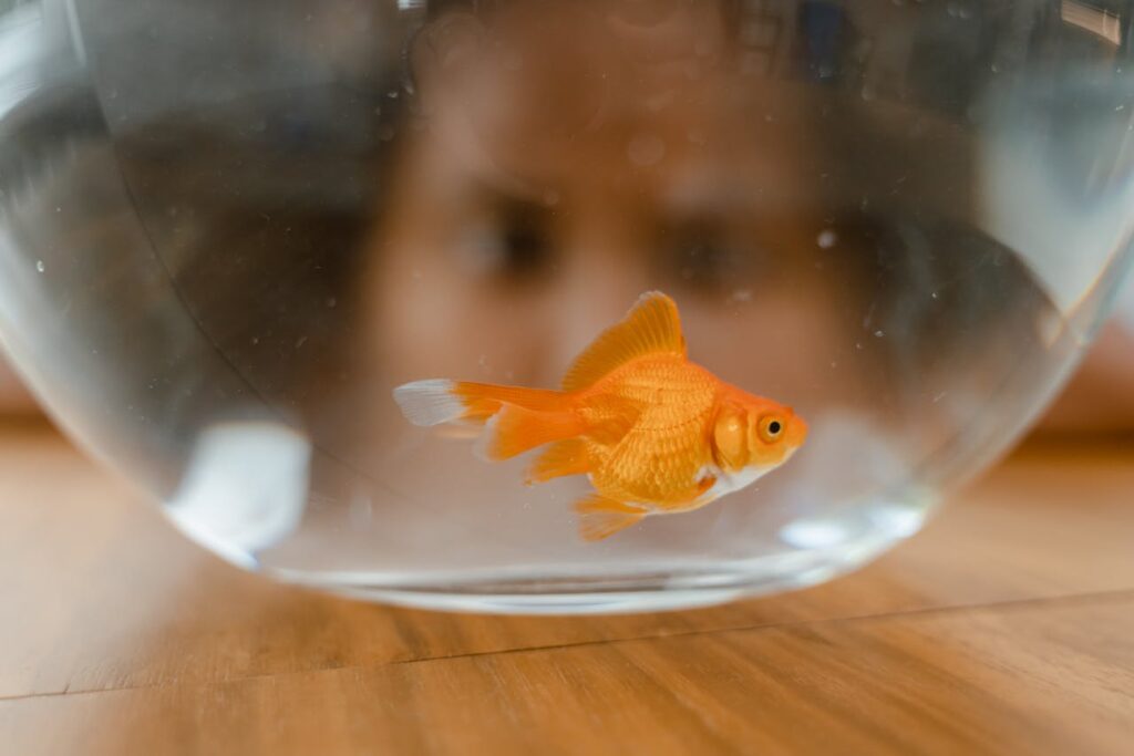 Gold Fish