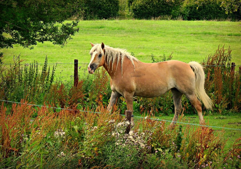 haflinger horse