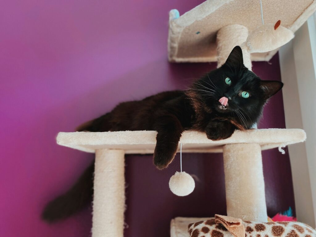 cat tree