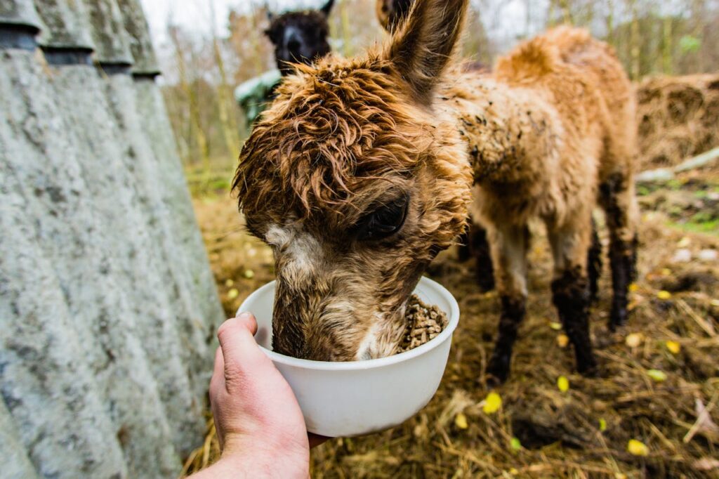 Alpacas Eating
