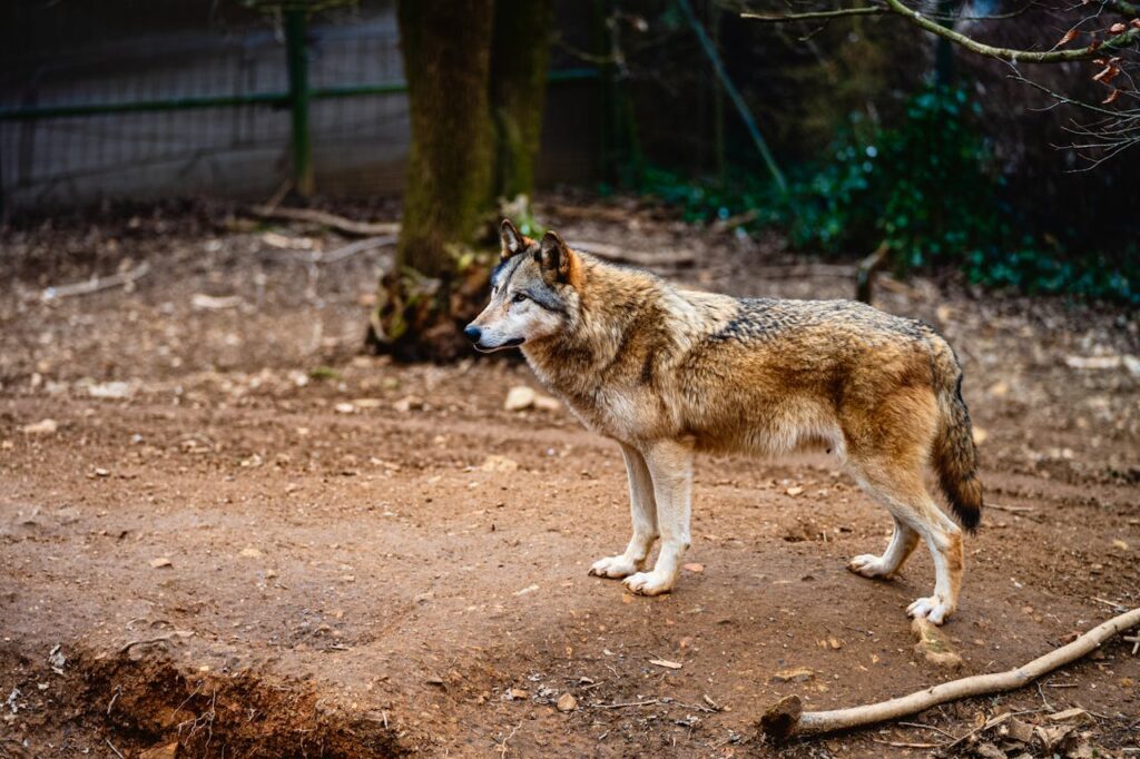 Wolf