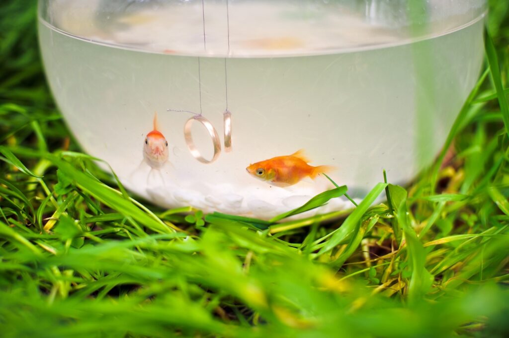Goldfish in a fishbowl with metal ring