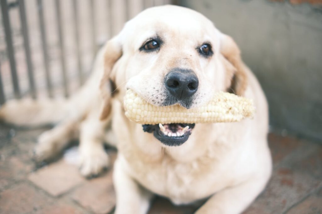 Dow Chewing Corn Cobs