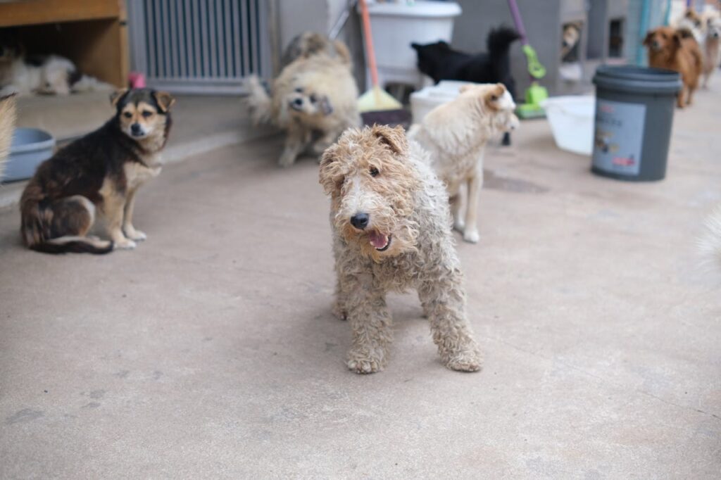 Dog shelter
