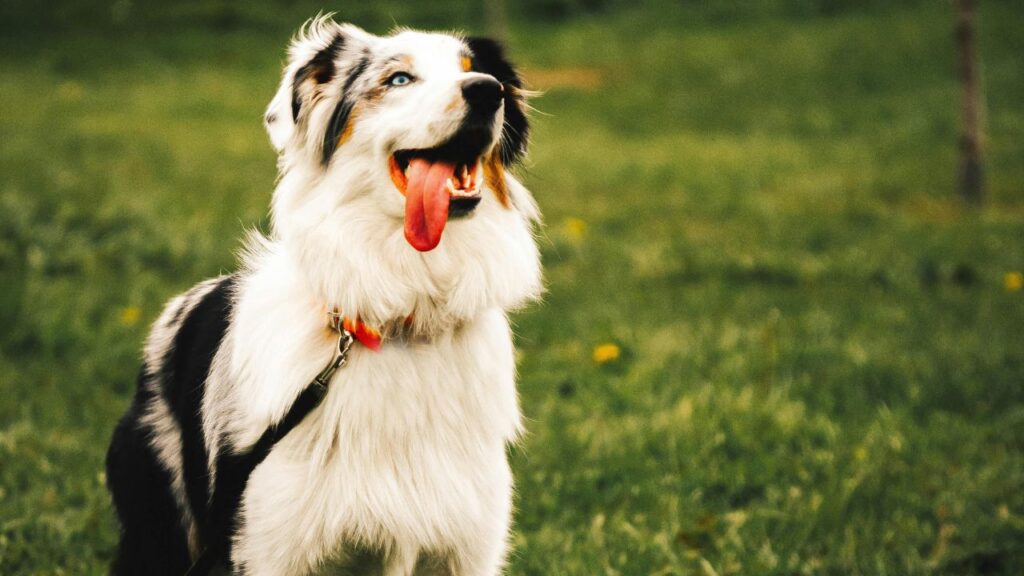 Australian Shepherd