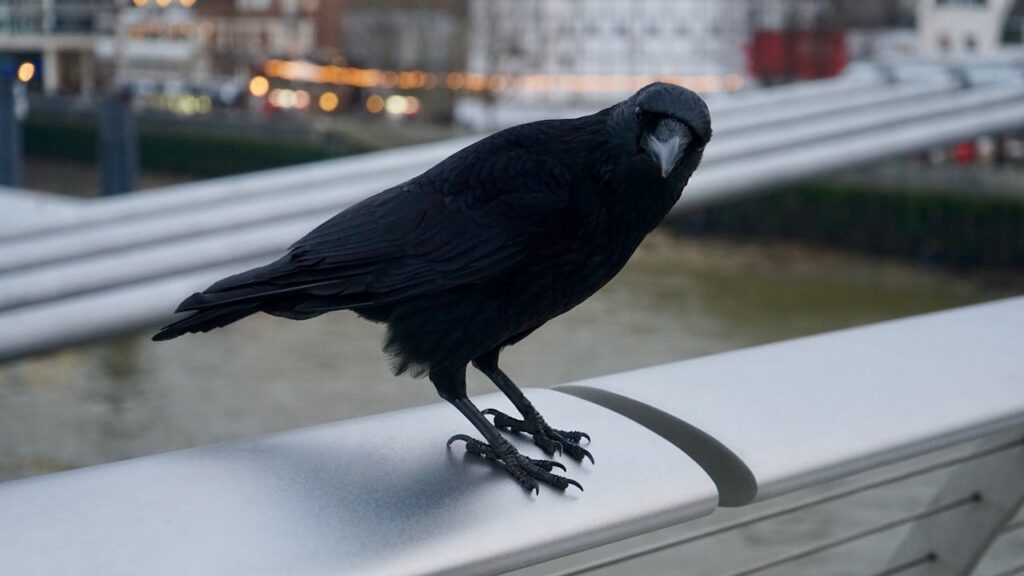 Crow