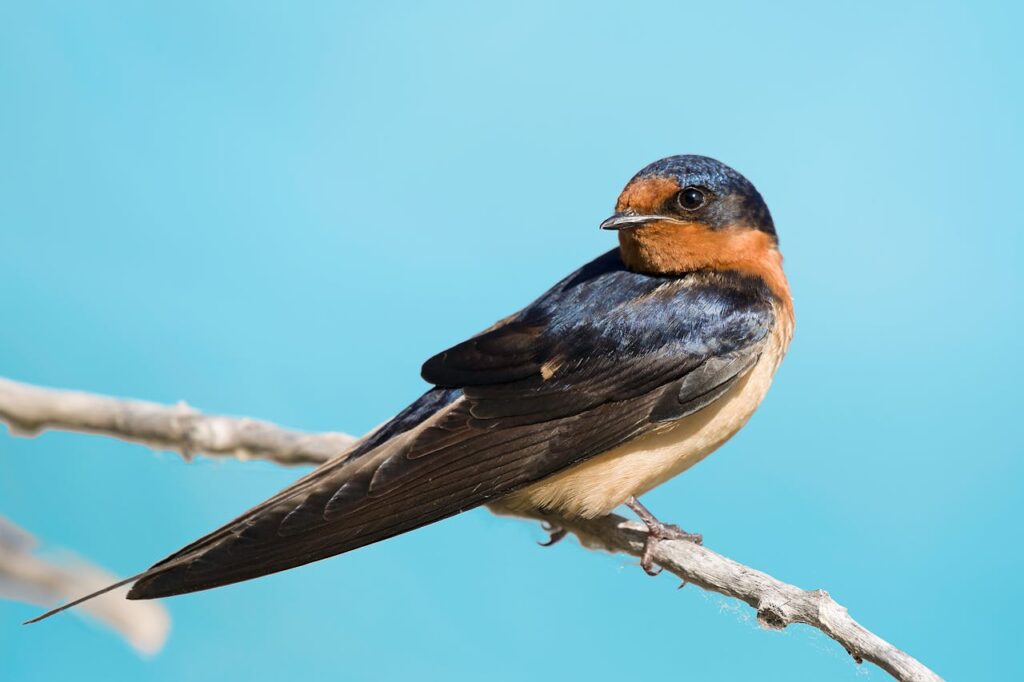 Swallow