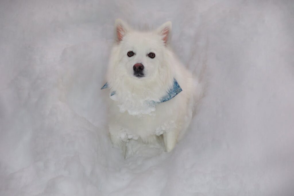 American Eskimo Dog in snow
