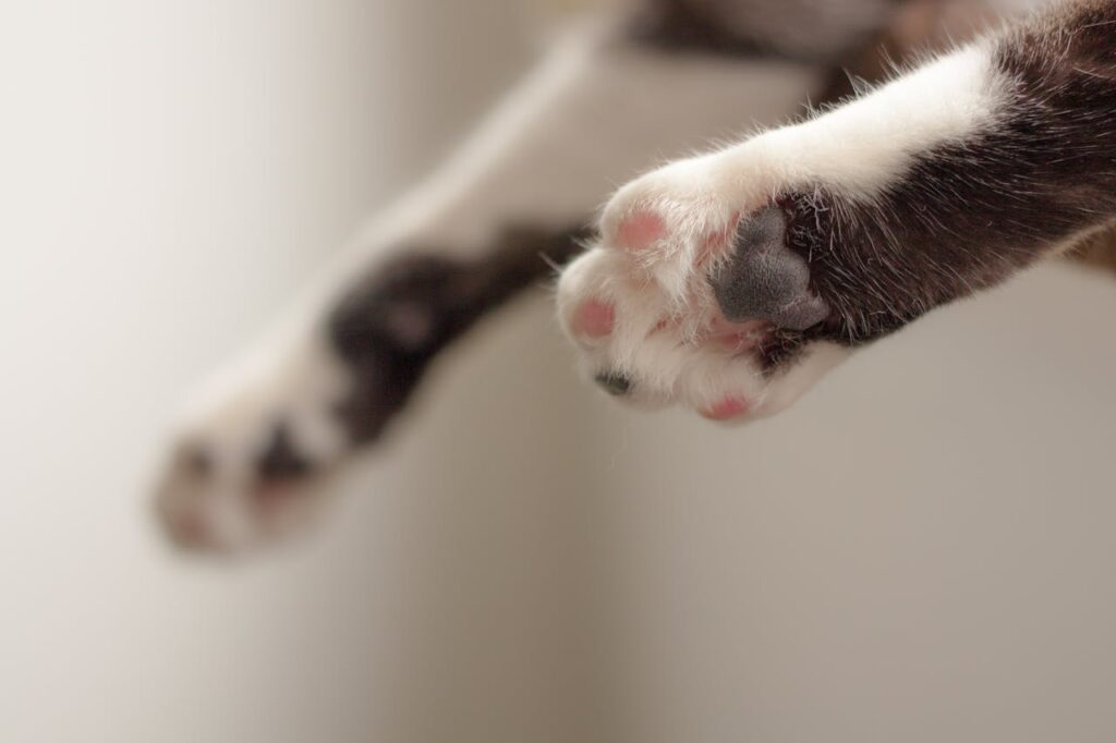 Cat Paw