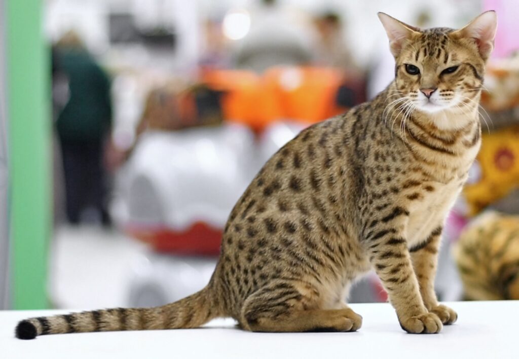 Ocicat