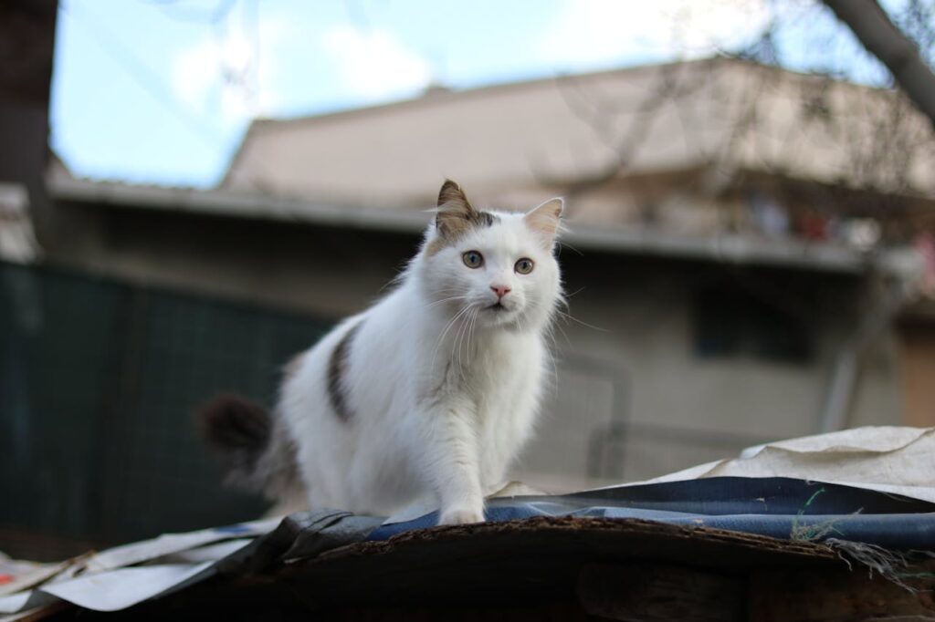 Turkish Van