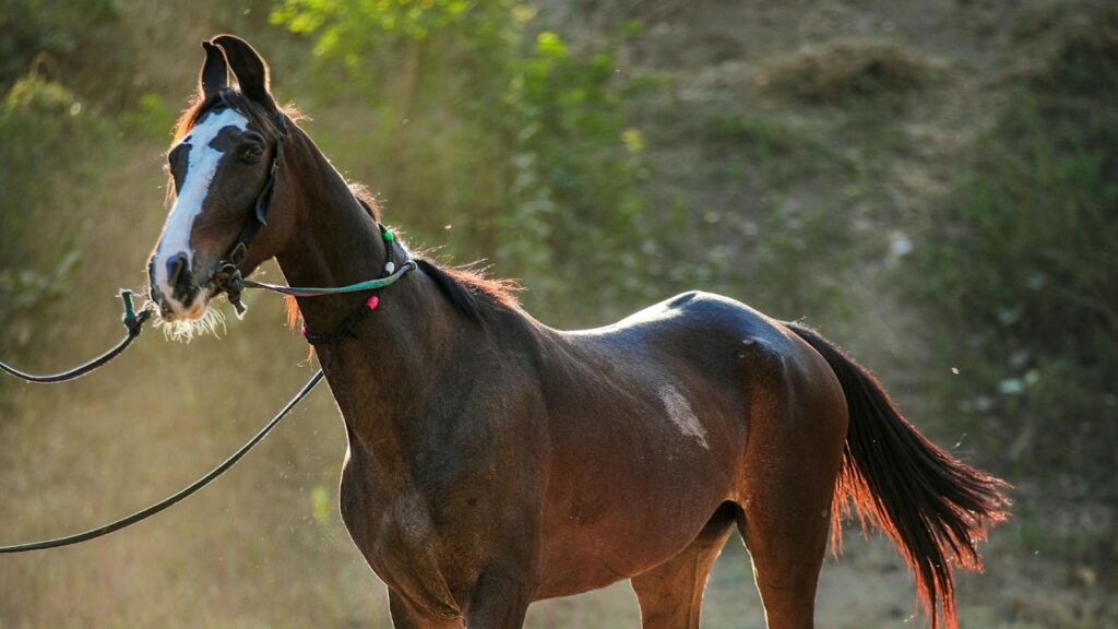 Marwari Horse