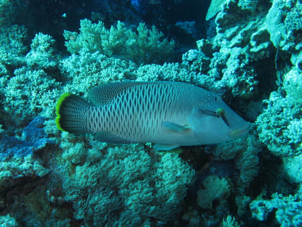 Napoleon Wrasse