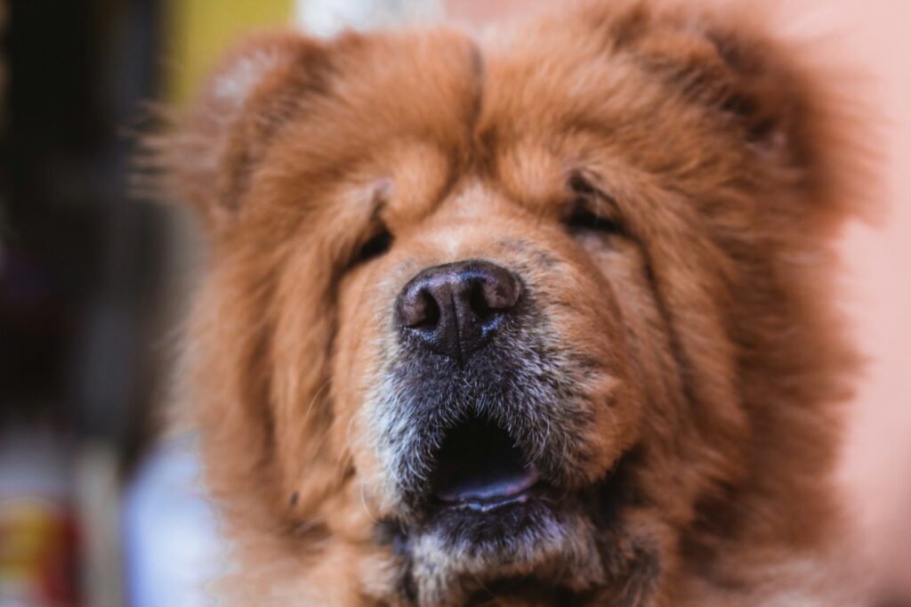 Chow Chow Dog
