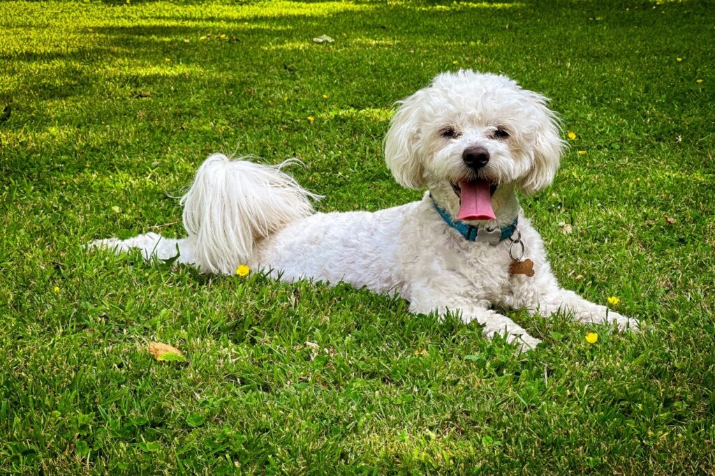 Bichon Frise