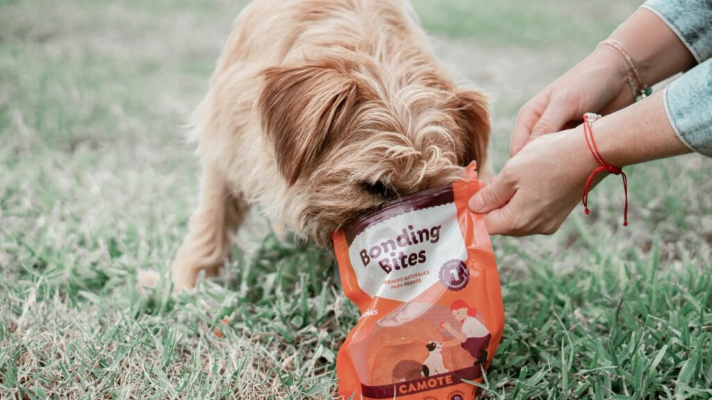 Dog eating packet food