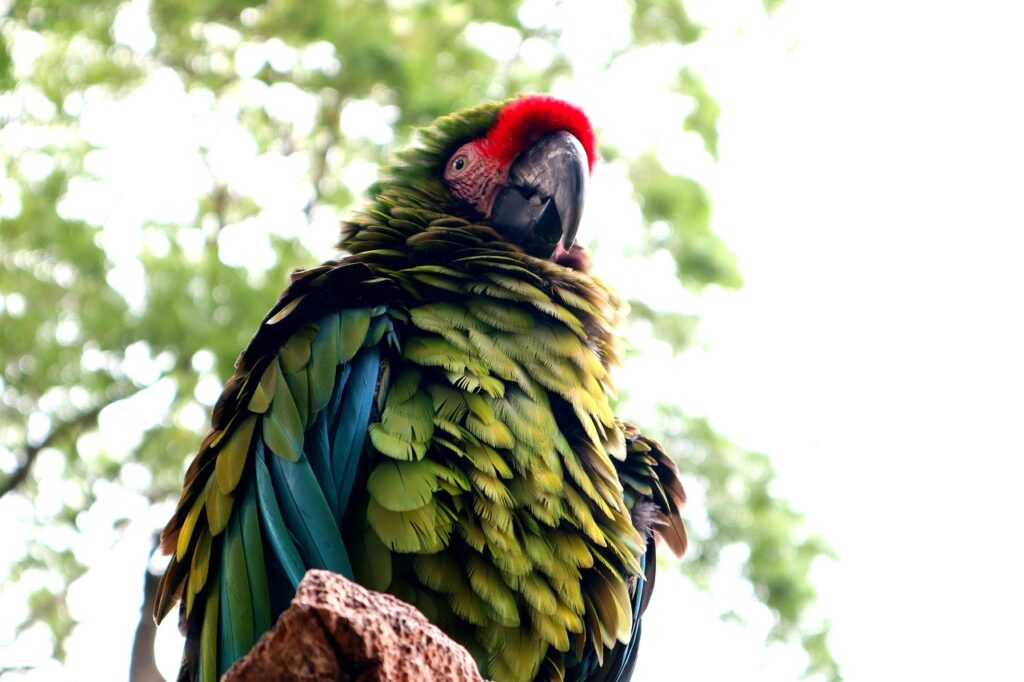 A Macaw with puffed feathers